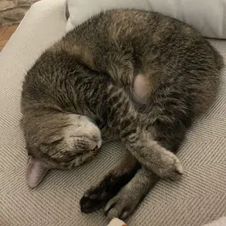 Bobbi