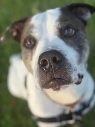 Axel