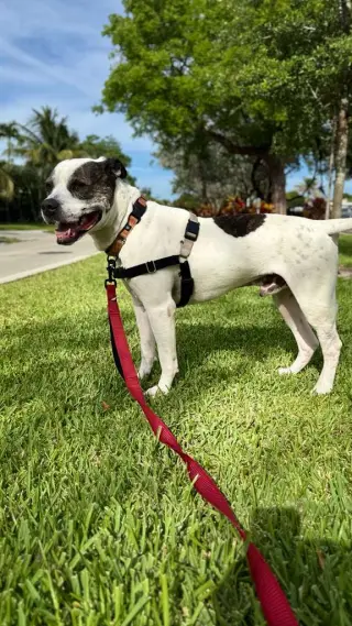 Axel
