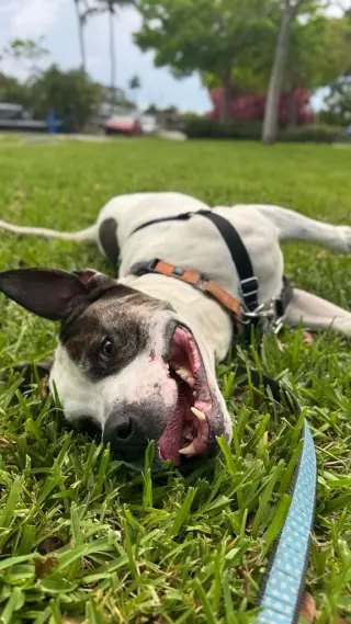 Axel