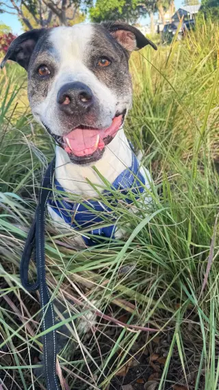 Axel