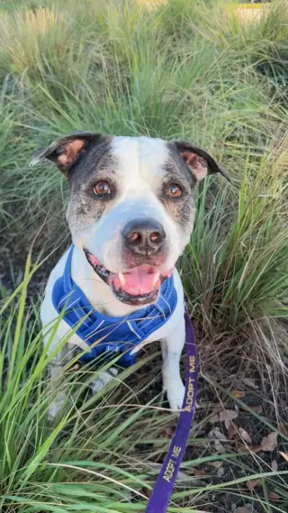Axel