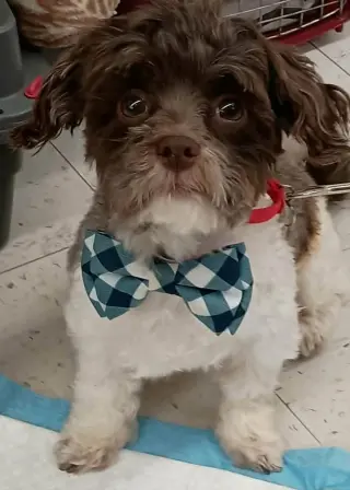 Gavin