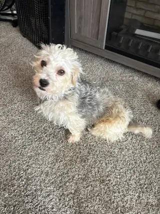 Gus