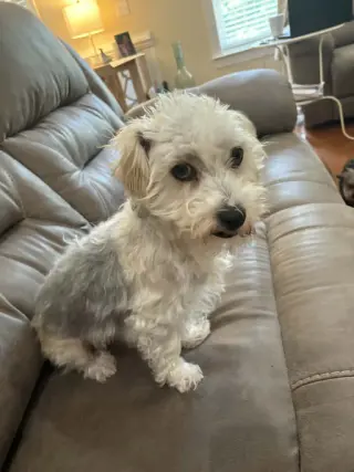 Gus