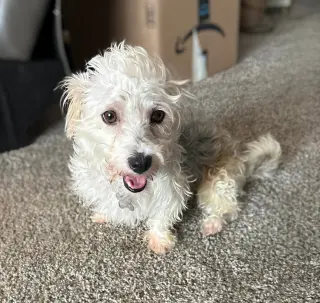 Gus