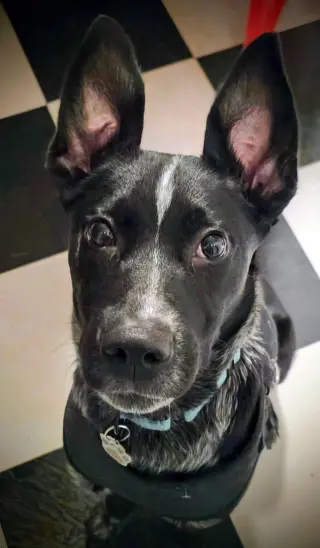 Jax