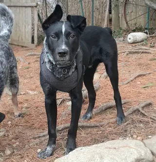 Jax