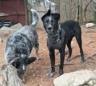 Jax