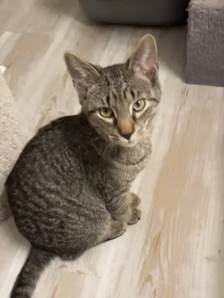 Thomas (foster cat)