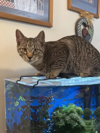 Thomas (foster cat)