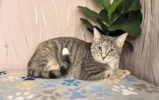 Sugar