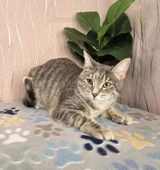 Sugar
