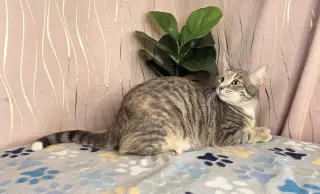 Sugar