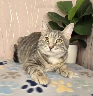 Sugar