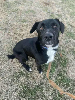 Cosmo