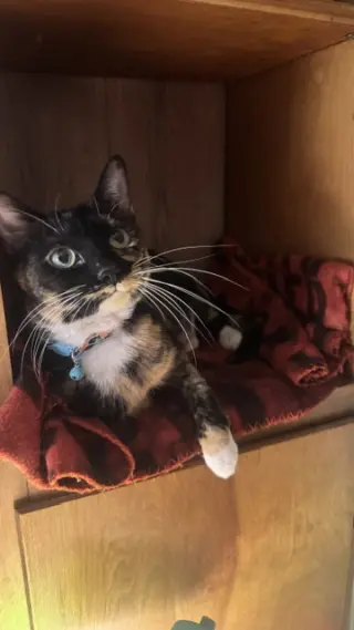 Tortellini