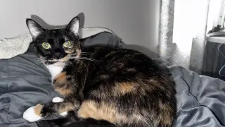 Tortellini
