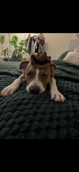 Dino