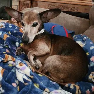 Simon