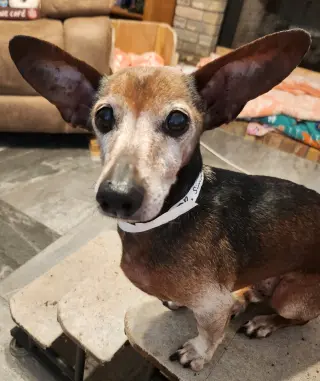 Simon