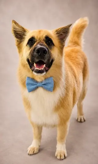 Balto