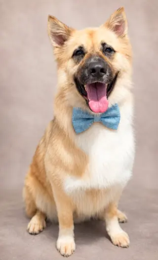 Balto