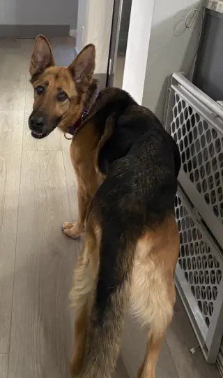 Mira