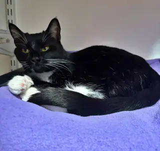 MARINA - Would love a friendly cat buddy!