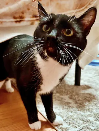 MARINA - Would love a friendly cat buddy!
