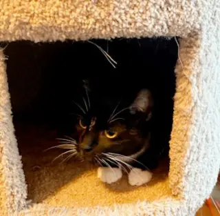 MARINA - Would love a friendly cat buddy!