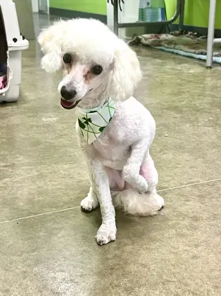 Frankie