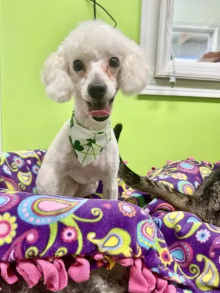 Frankie