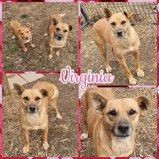 Virginia