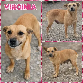 Virginia
