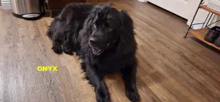 ONYX