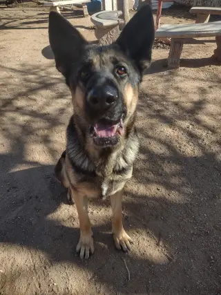 Bonnie