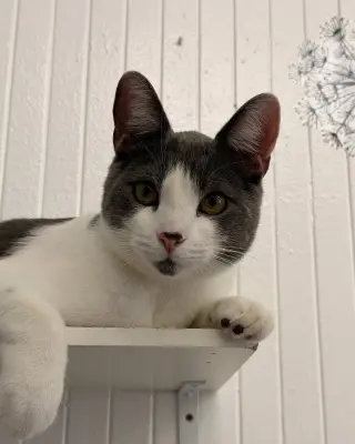 Bubu (bonded with Moon Pie)