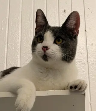 Bubu (bonded with Moon Pie)