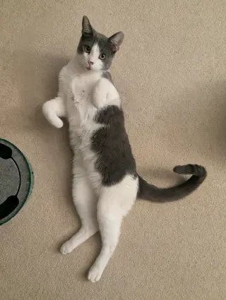 Bubu (bonded with Moon Pie)