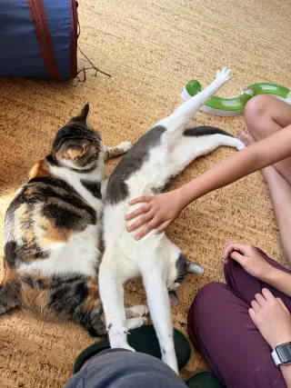 Bubu (bonded with Moon Pie)