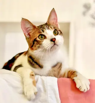 Moon Pie (bonded with Bubu)