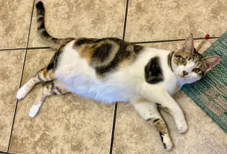 Moon Pie (bonded with Bubu)