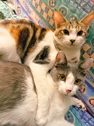 Moon Pie (bonded with Bubu)