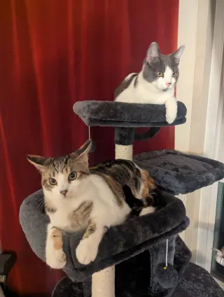 Moon Pie (bonded with Bubu)