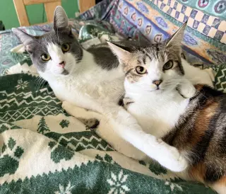 Moon Pie (bonded with Bubu)