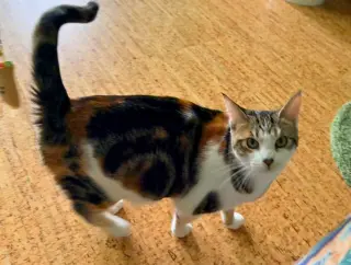 Moon Pie (bonded with Bubu)