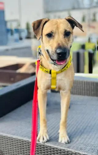 Rufus