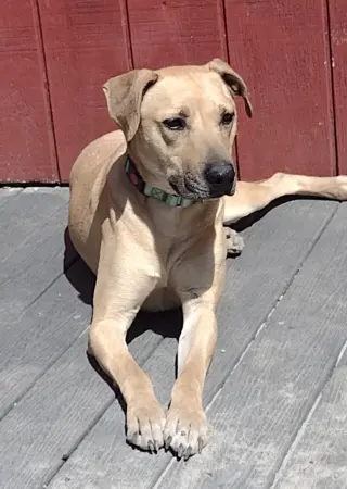 Rufus