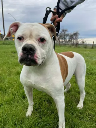 BELLA